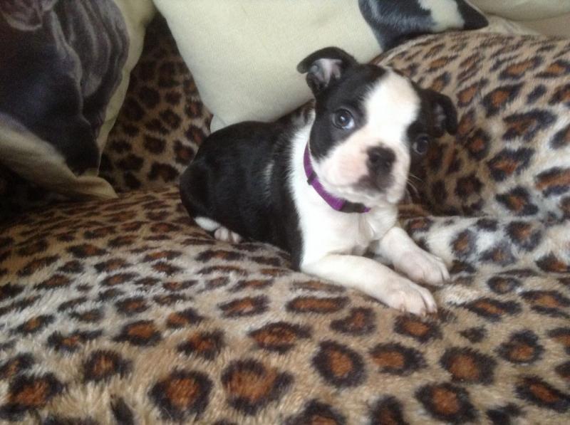 Boston Terrier Puppy Text or Call us at (908) 516-8653 Image eClassifieds4u