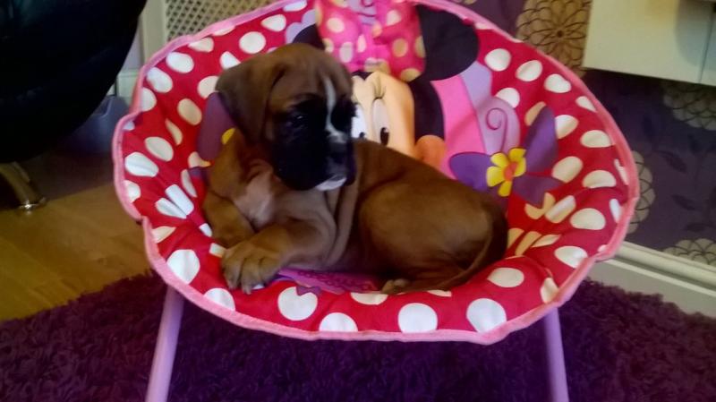 Boxer puppies Image eClassifieds4u