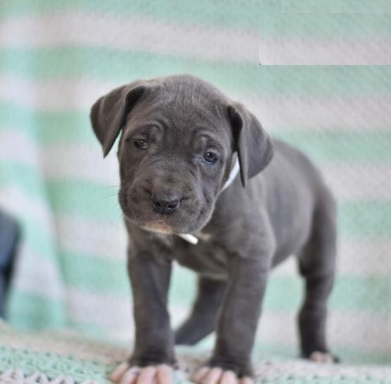 Cane Corso puppies Image eClassifieds4u