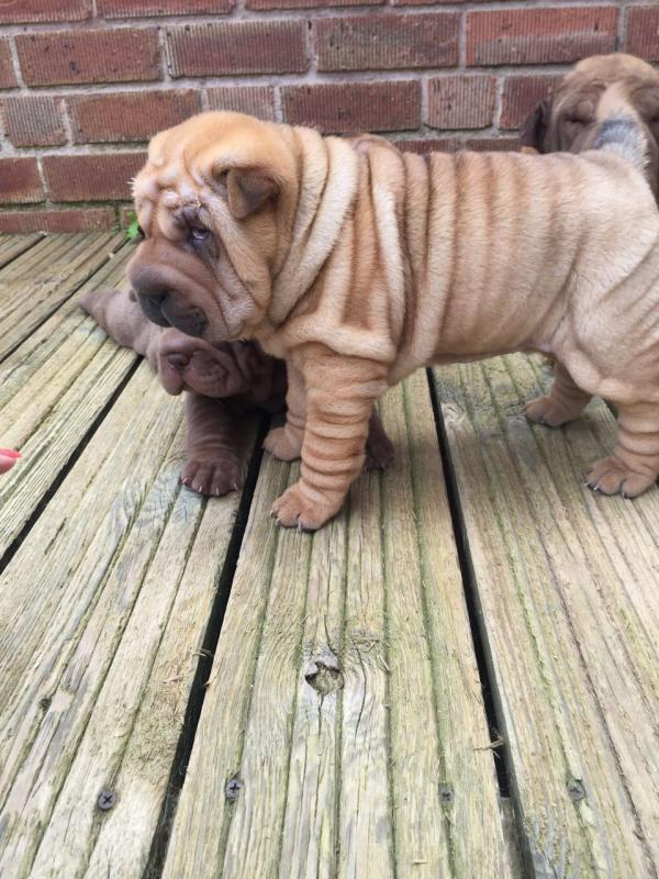 Chinese Shar-Pei Puppies Image eClassifieds4u