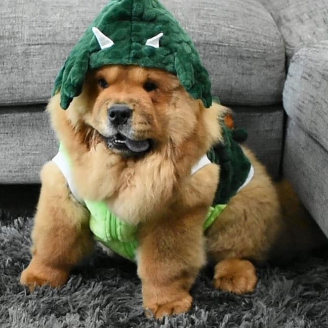 CHOW CHOW Image eClassifieds4u