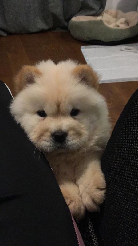 Chow Chow Puppies For Sale Text or Call us at (908) 516-8653 Image eClassifieds4u