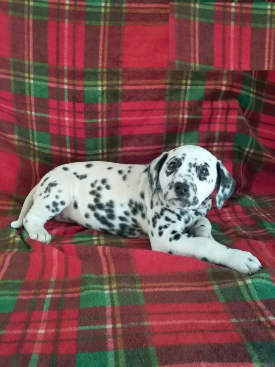 Dalmatian puppies Image eClassifieds4u