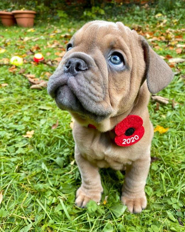 English bulldog puppies for adoption Image eClassifieds4u