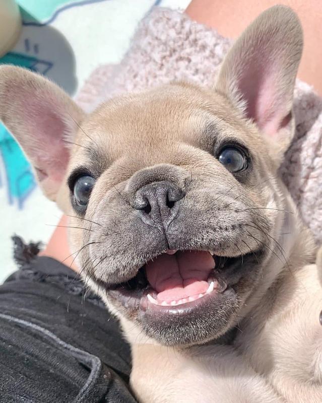 FRENCH BULLDOG Image eClassifieds4u