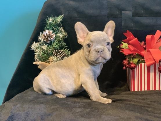 French Bulldog puppies Image eClassifieds4u