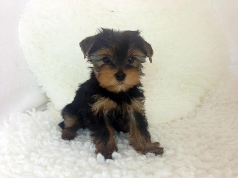 Friendly and Intelligent Yorkie puppies for adoption ID **ilovemybou017@gmail.com Image eClassifieds4u