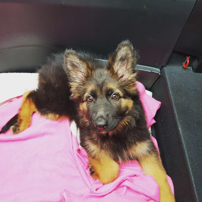 German Shepherd Puppy For Sale Text or Call us at (908) 516-8653 Image eClassifieds4u