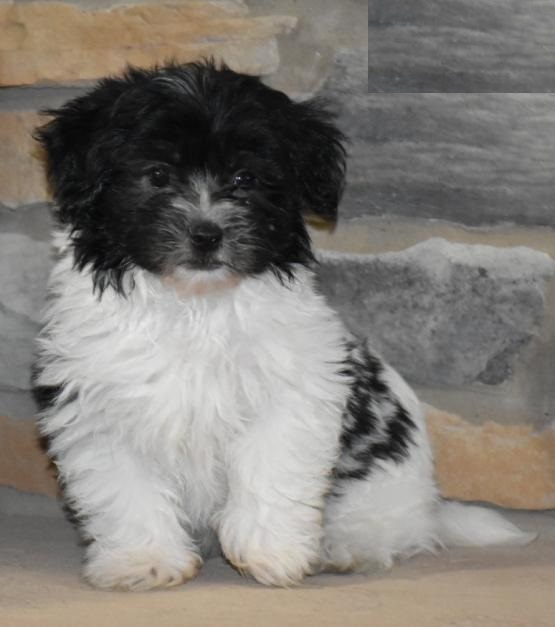 Havanese puppies Image eClassifieds4u