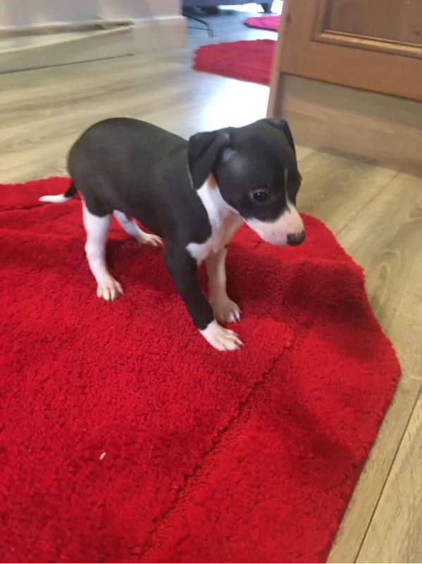 Italian Greyhound Puppies Image eClassifieds4u