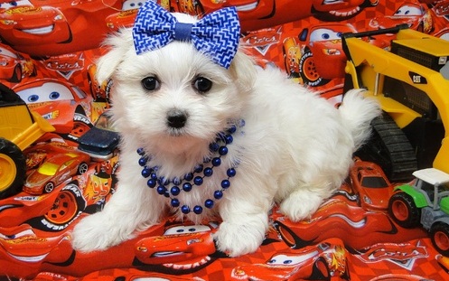 Looking Forever Home Maltese Puppy Text or Call us at (908) 516-8653 Image eClassifieds4u