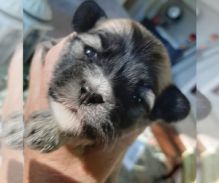 💙Adorable MINI Purebred HAVANESE 💙 Image eClassifieds4U