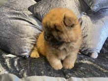 ✔✔charming sweet Chow Chow Puppies Available For New Looking Home✔✔Email me@mariejerbou@gmai Image eClassifieds4u 2