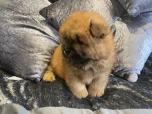 ✔✔Chow CHow Puppies available for clean homes✔✔Email me mariejerbou@gmail.com Image eClassifieds4U