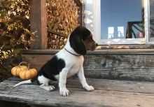 Beagle Puppies For Sale, Text +1 (270) 560-7621 Image eClassifieds4u 2