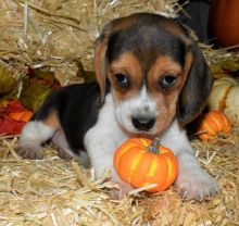 Beagle Puppies For Sale, Text +1 (270) 560-7621 Image eClassifieds4u 1