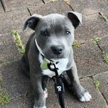 beautifull Blue nose pitbull puppies ready for a new home Image eClassifieds4U