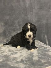 Bernedoodle puppies Image eClassifieds4U