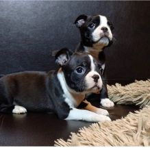 BOSTON TERRIER FOR SALE Image eClassifieds4U