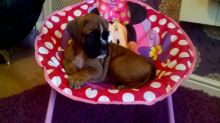Boxer puppies Image eClassifieds4u 2