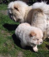 Chow Chow Puppies For Sale Text or Call us at (908) 516-8653 Image eClassifieds4u 2