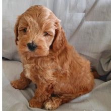 Coc.kapoo puppies Image eClassifieds4U