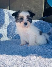 Coton De Tulear Puppies For Sale, Text +1 (270) 560-7621 Image eClassifieds4u 2