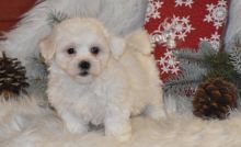 Coton De Tulear Puppies For Sale, Text +1 (270) 560-7621 Image eClassifieds4u 3