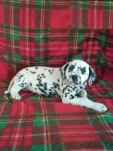Dalmatian puppies Image eClassifieds4U