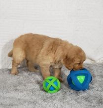 Golden Retriever puppies Image eClassifieds4U