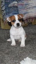 Jack Russell Terrier puppies Image eClassifieds4U
