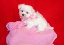Looking Forever Home Maltese Puppy Text or Call us at (908) 516-8653 Image eClassifieds4u 2