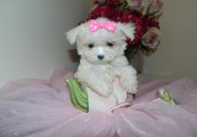 Looking Forever Home Maltese Puppy Text or Call us at (908) 516-8653 Image eClassifieds4u 3