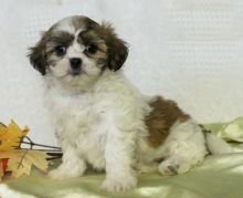 Malshi puppies Image eClassifieds4U