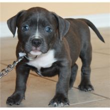 Marvelous Pitbull Puppies For Adoption Image eClassifieds4U