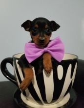 Miniature Pinscher Puppies For Sale, Text +1 (270) 560-7621 Image eClassifieds4u 2