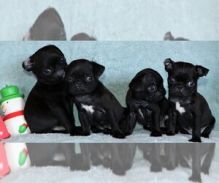 PUG PUPPIES FOR SALE Image eClassifieds4U