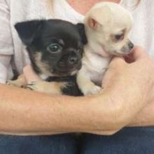 Purebred Chihuahua Image eClassifieds4U