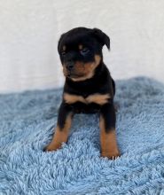 Rottweiler Puppies For Sale, Text +1 (270) 560-7621 Image eClassifieds4u 2