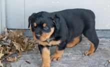 Rottweiler Puppies For Sale, Text +1 (270) 560-7621 Image eClassifieds4u 3
