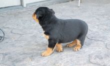 Rottweiler Puppies For Sale, Text +1 (270) 560-7621 Image eClassifieds4u 1