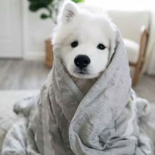 SAMOYED Image eClassifieds4U