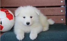 Samoyed Puppy For Sale Text or Call us at (908) 516-8653 Image eClassifieds4u 2