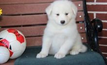 Samoyed Puppy For Sale Text or Call us at (908) 516-8653 Image eClassifieds4u 3