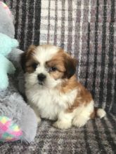 Shih Tzu puppies Image eClassifieds4U