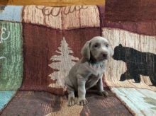 Weimaraner puppies Image eClassifieds4U