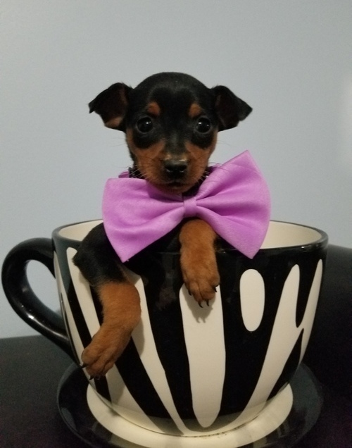 Miniature Pinscher Puppies For Sale, Text +1 (270) 560-7621 Image eClassifieds4u