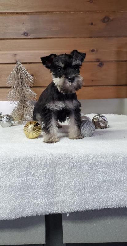 Miniature Schnauzer puppies Image eClassifieds4u