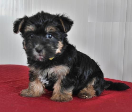 Morkie puppies Image eClassifieds4u
