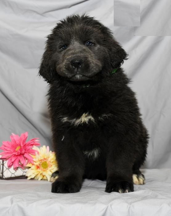 Newfoundland puppies Image eClassifieds4u